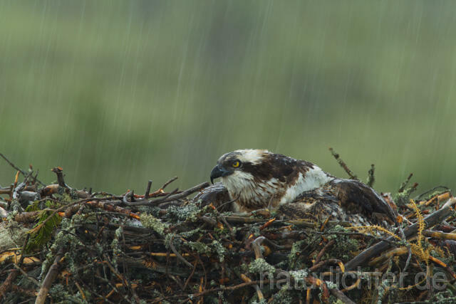 R12262 Fischadler, Horst im Regen, Osprey nest rain