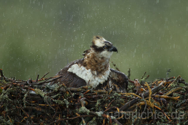 R12263 Fischadler, Horst im Regen, Osprey nest rain