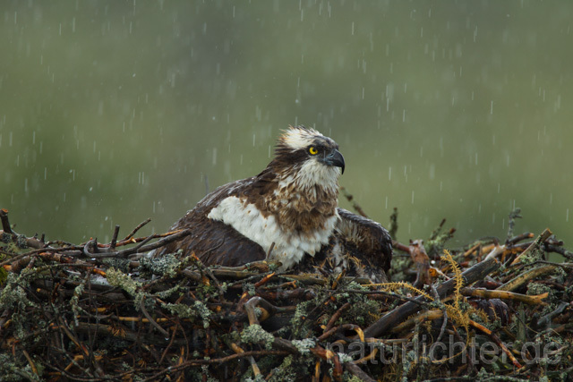 R12264 Fischadler, Horst im Regen, Osprey nest rain - Christoph Robiller