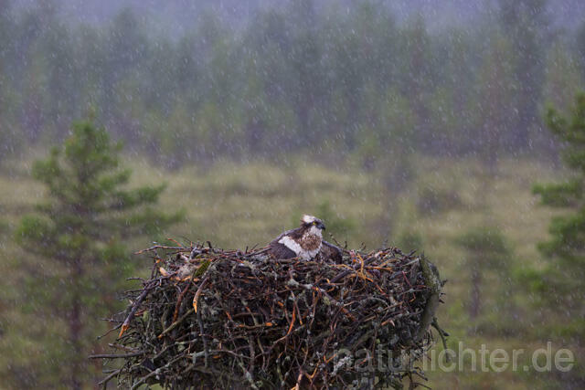 R12265 Fischadler, Horst im Regen, Osprey nest rain