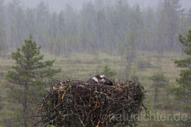 R12266 Fischadler, Horst im Regen, Osprey nest rain