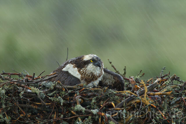 R12268 Fischadler, Horst im Regen, Osprey nest rain