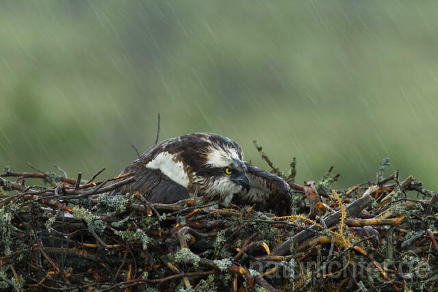 R12269 Fischadler, Horst im Regen, Osprey nest rain