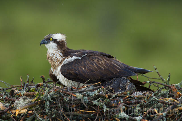 R12270 Fischadler am Horst, Osprey at nest