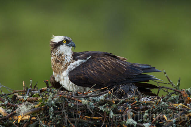 R12271 Fischadler am Horst, Osprey at nest