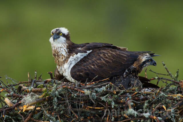 R12272 Fischadler am Horst, Osprey at nest