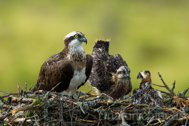 R12274 Fischadler, Jungvögel am Horst, Osprey nestlings