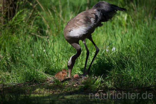 R12370 Kranich, Altvogel und Jungvogel am Nest, Common Crane nestling