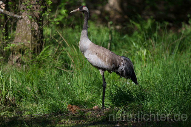 R12371 Kranich, Altvogel und Jungvogel am Nest, Common Crane nestling