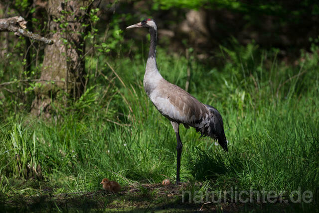 R12372 Kranich, Altvogel und Jungvogel am Nest, Common Crane nestling