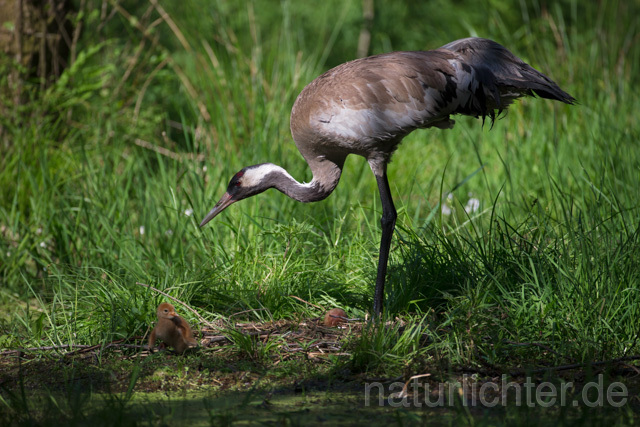 R12373 Kranich, Altvogel und Jungvogel am Nest, Common Crane nestling - Christoph Robiller