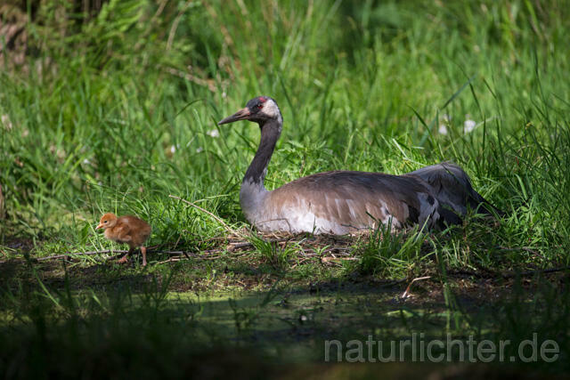R12374 Kranich, Altvogel und Jungvogel am Nest, Common Crane nestling