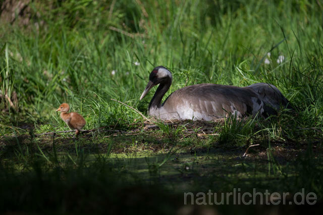 R12375 Kranich, Altvogel und Jungvogel am Nest, Common Crane nestling