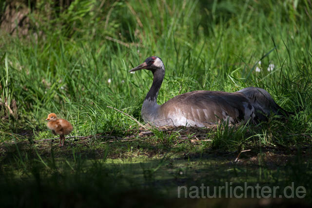 R12376 Kranich, Altvogel und Jungvogel am Nest, Common Crane nestling