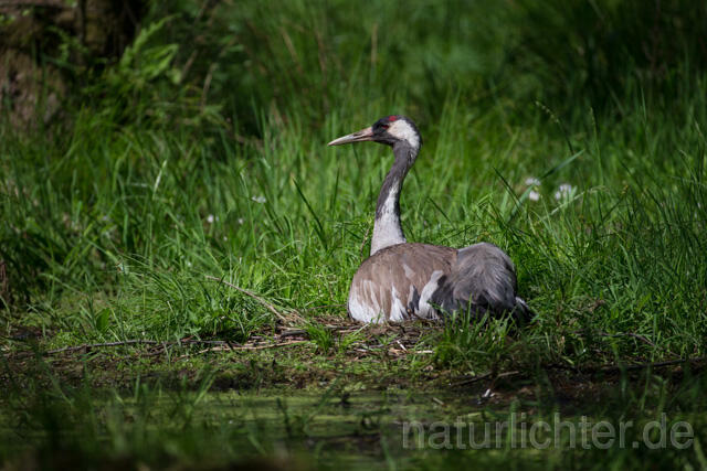 R12378 Kranich, Altvogel und am Nest, Common Crane