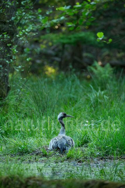 R12379 Kranich, Altvogel und am Nest, Common Crane