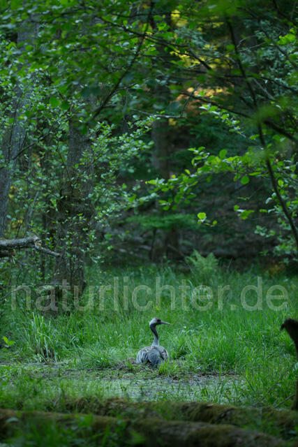 R12380 Kranich, Altvogel und am Nest, Common Crane