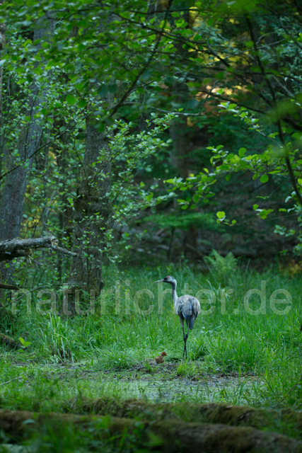 R12381 Kranich, Altvogel und am Nest, Common Crane - Christoph Robiller