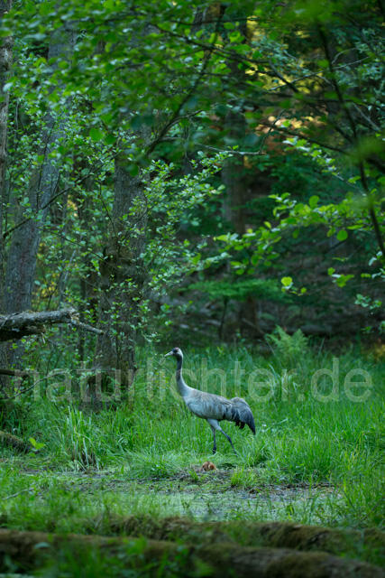 R12382 Kranich, Altvogel und am Nest, Common Crane