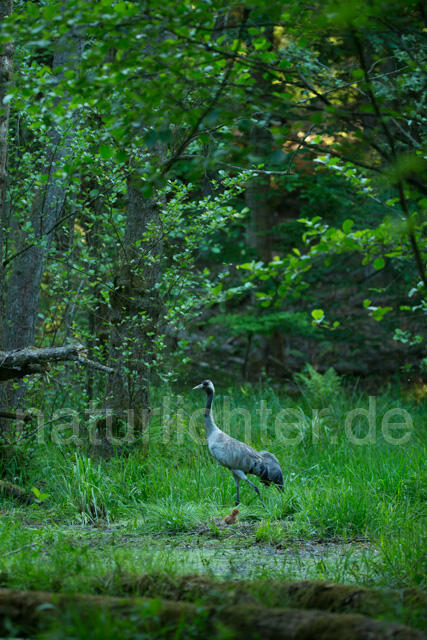 R12383 Kranich, Altvogel und am Nest, Common Crane