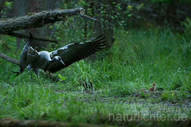 R12385 Kranich, Altvogel und Jungvogel am Nest, Common Crane nestling - Christoph Robiller