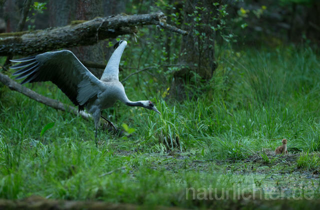 R12386 Kranich, Altvogel und Jungvogel am Nest, Common Crane nestling - Christoph Robiller