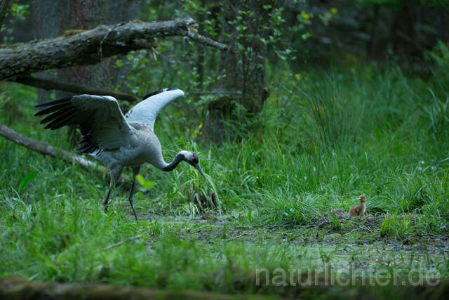 R12387 Kranich, Altvogel und Jungvogel am Nest, Common Crane nestling