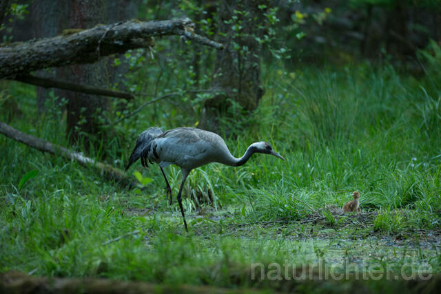 R12388 Kranich, Altvogel und Jungvogel am Nest, Common Crane nestling
