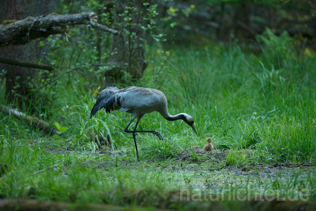 R12389 Kranich, Altvogel und Jungvogel am Nest, Common Crane nestling - Christoph Robiller