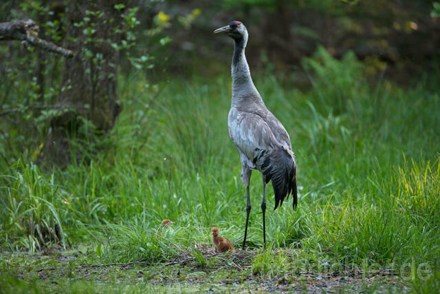 R12390 Kranich, Altvogel und Jungvogel am Nest, Common Crane nestling