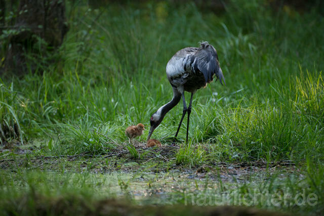 R12391 Kranich, Altvogel und Jungvogel am Nest, Common Crane nestling - Christoph Robiller