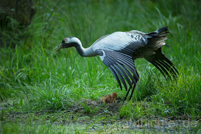 R12393 Kranich, Altvogel und Jungvogel am Nest, Common Crane nestling