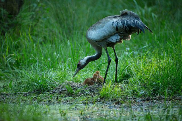 R12394 Kranich, Altvogel und Jungvogel am Nest, Common Crane nestling - Christoph Robiller