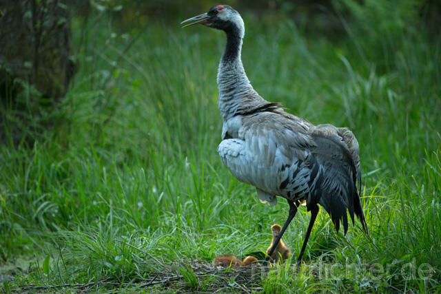 R12395 Kranich, Altvogel und Jungvogel am Nest, Common Crane nestling
