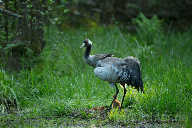 R12396 Kranich, Altvogel und Jungvogel am Nest, Common Crane nestling