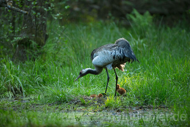 R12397 Kranich, Altvogel und Jungvogel am Nest, Common Crane nestling