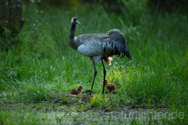 R12398 Kranich, Altvogel und Jungvogel am Nest, Common Crane nestling - Christoph Robiller