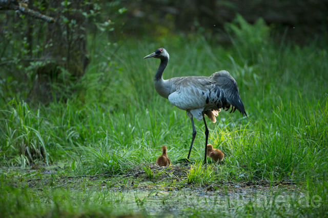 R12399 Kranich, Altvogel und Jungvogel am Nest, Common Crane nestling