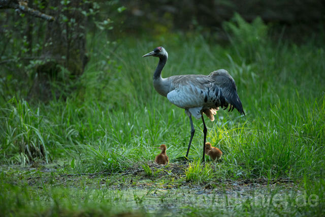 R12400 Kranich, Altvogel und Jungvogel am Nest, Common Crane nestling