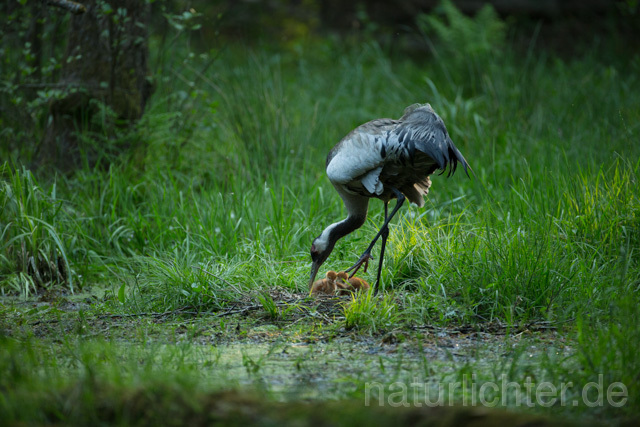 R12401 Kranich, Altvogel und Jungvogel am Nest, Common Crane nestling - Christoph Robiller
