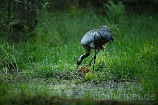 R12401 Kranich, Altvogel und Jungvogel am Nest, Common Crane nestling
