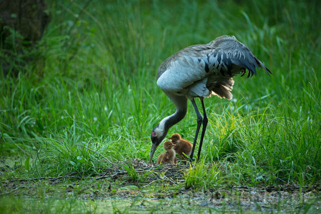 R12403 Kranich, Altvogel und Jungvogel am Nest, Common Crane nestling