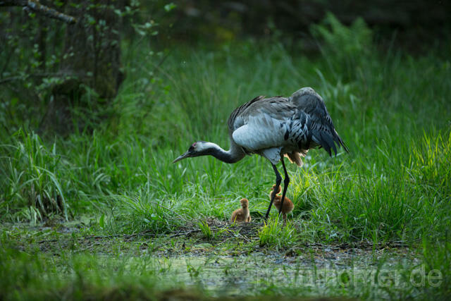 R12404 Kranich, Altvogel und Jungvogel am Nest, Common Crane nestling