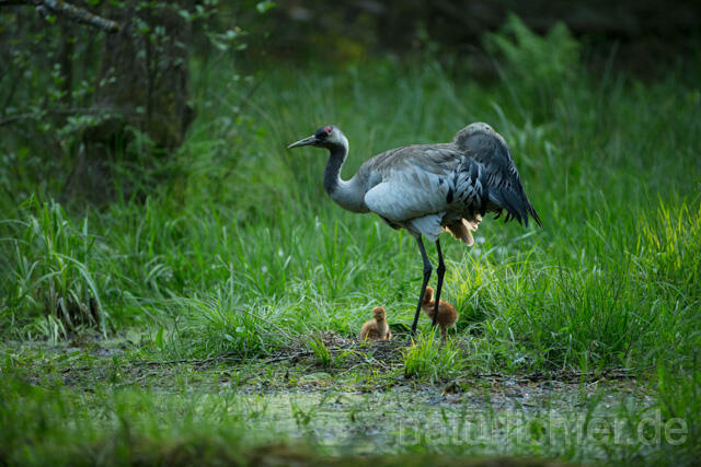 R12405 Kranich, Altvogel und Jungvogel am Nest, Common Crane nestling