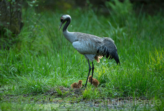 R12406 Kranich, Altvogel und Jungvogel am Nest, Common Crane nestling