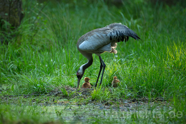 R12407 Kranich, Altvogel und Jungvogel am Nest, Common Crane nestling - Christoph Robiller