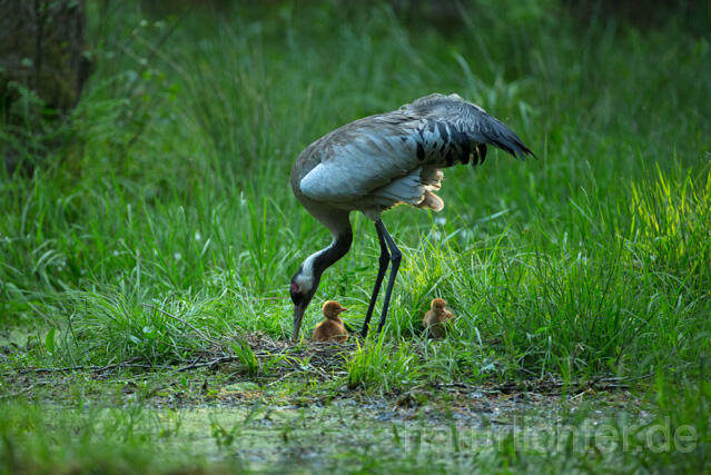 R12408 Kranich, Altvogel und Jungvogel am Nest, Common Crane nestling