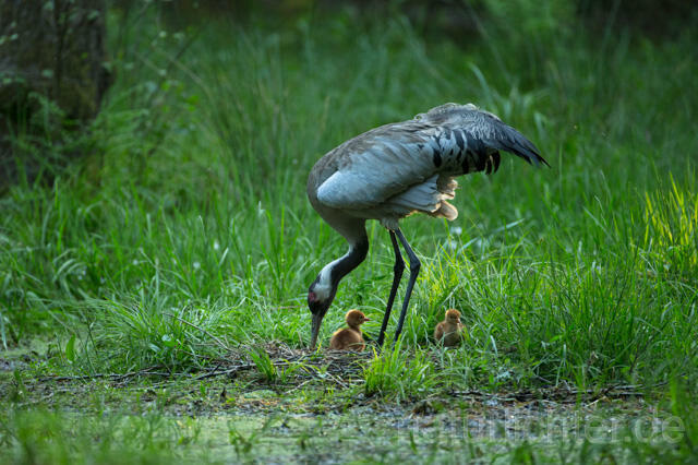 R12409 Kranich, Altvogel und Jungvogel am Nest, Common Crane nestling