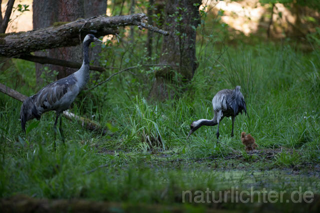 R12410 Kranich, Altvogel und Jungvogel am Nest, Common Crane nestling - Christoph Robiller