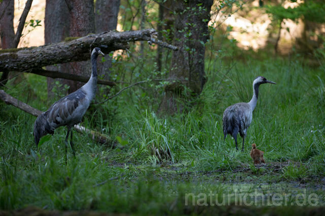 R12411 Kranich, Altvogel und Jungvogel am Nest, Common Crane nestling - Christoph Robiller